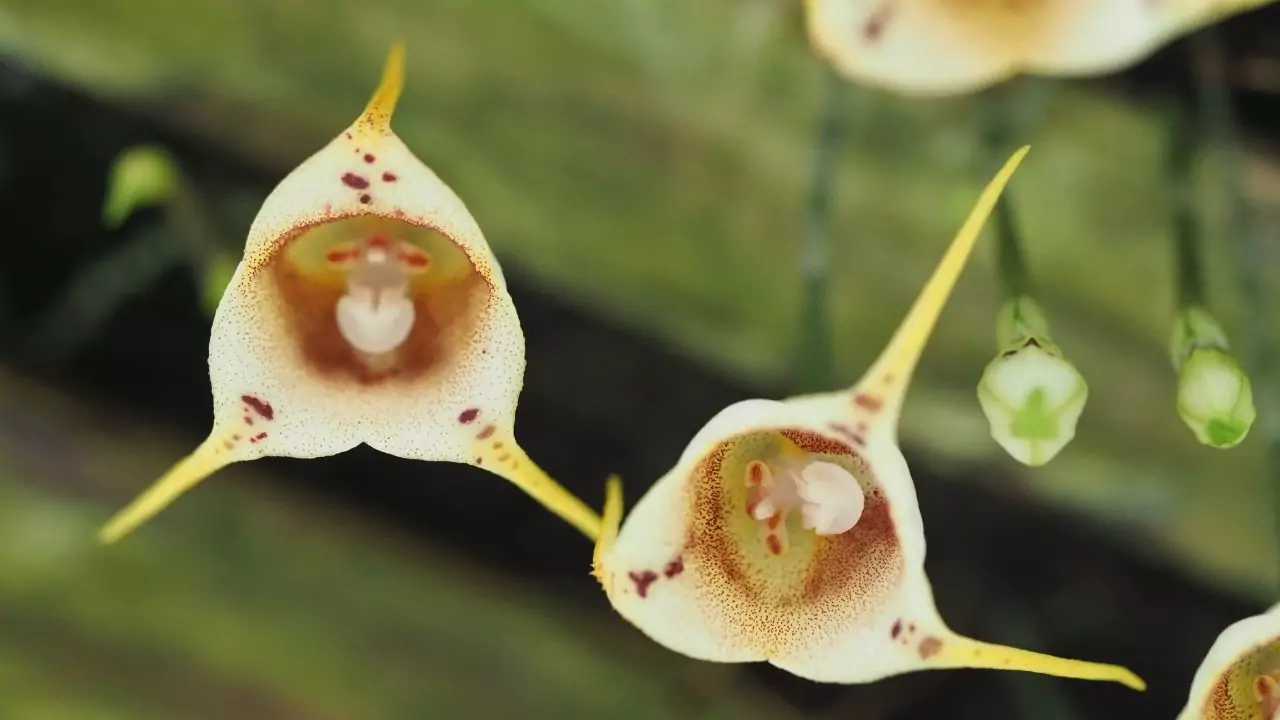 Can You Buy A Flying Duck Orchid? 2 Monkeyface Orchid