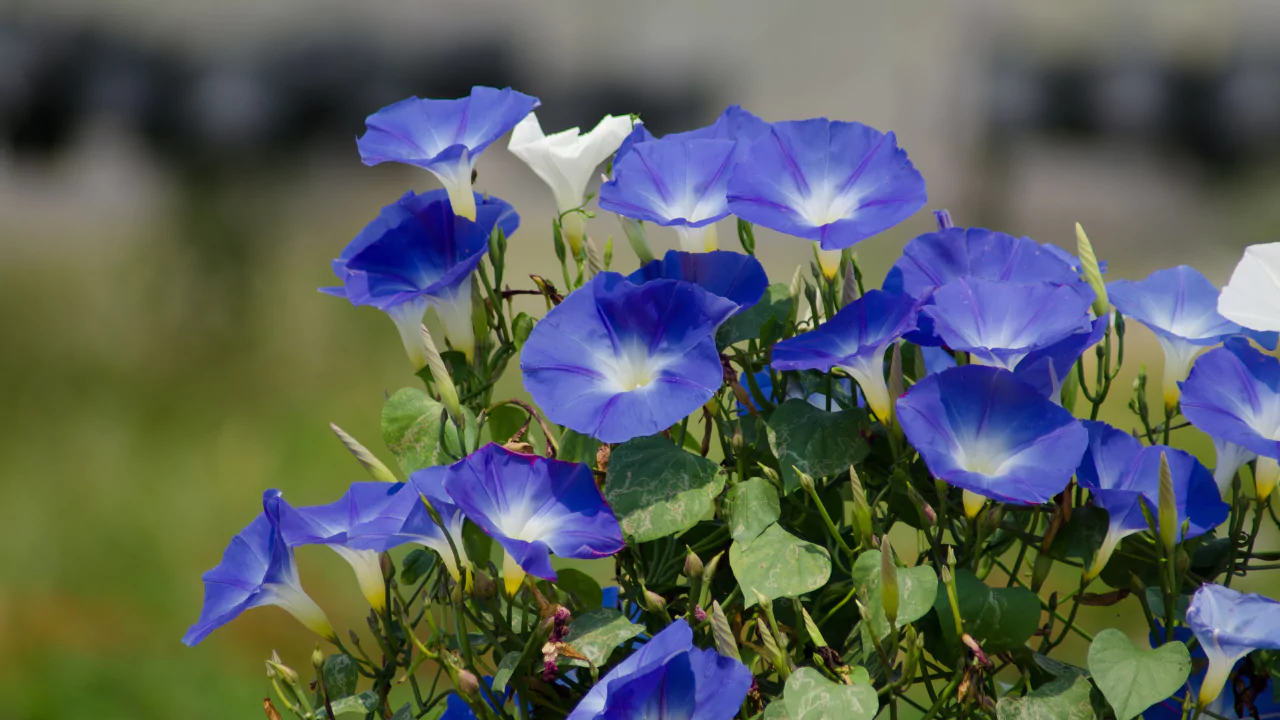 20 Weeds That Look Like Flowers 1 Morning Glory