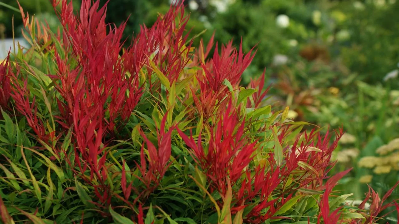 11 Red Evergreen Shrubs (Beautiful Images) 9 Nandina Domestica Obsessed ‘Seika’