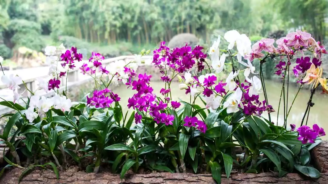 Orchids (Orchidaceae)