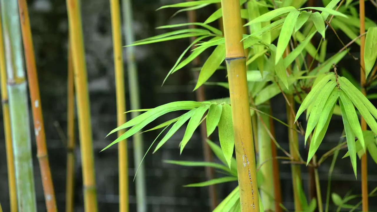 The Eight Types of Japanese Bamboo You Should Know About 7 Painted Bamboo