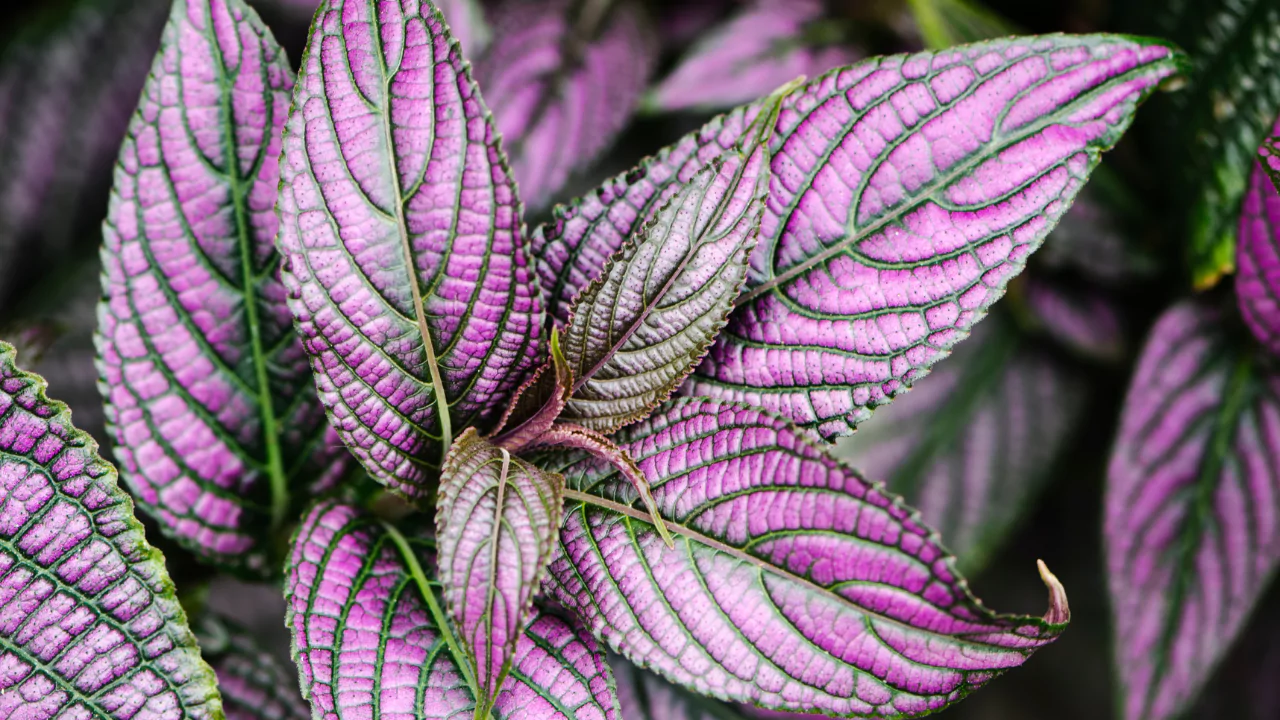 Purple Houseplants: Your Guide to Dramatic Indoor Beauty 6 Persian Shieldor Royal Purple Plant