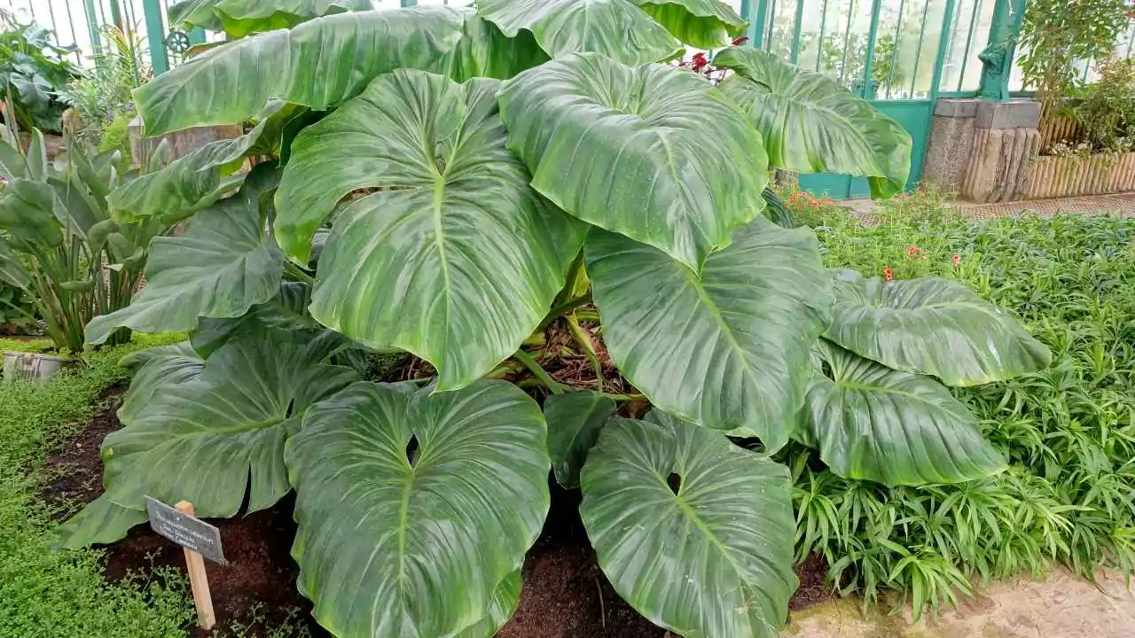 15 Outdoor Plants with the Biggest Leaves in the World 8 Philodendron