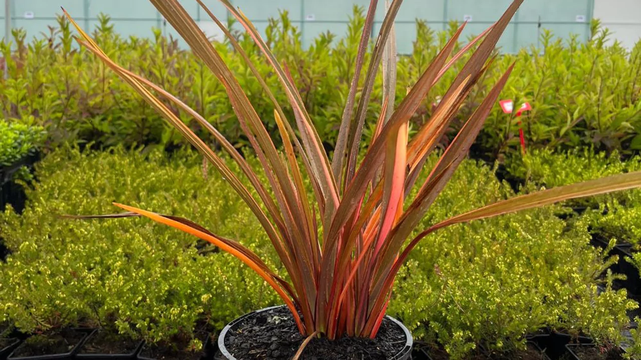 11 Red Evergreen Shrubs (Beautiful Images) 8 Phormium ‘Sundowner’