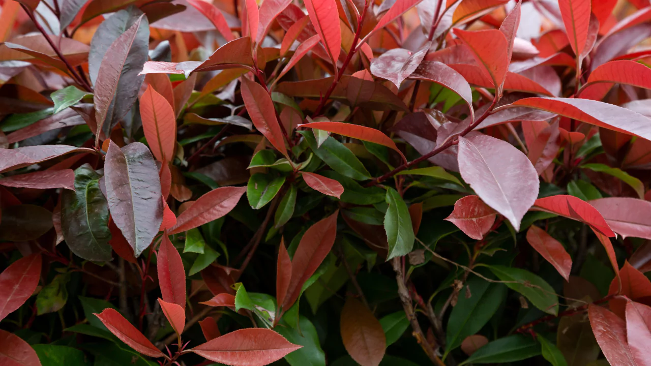 11 Red Evergreen Shrubs (Beautiful Images) 3 Photinia Fraseri Red Robin