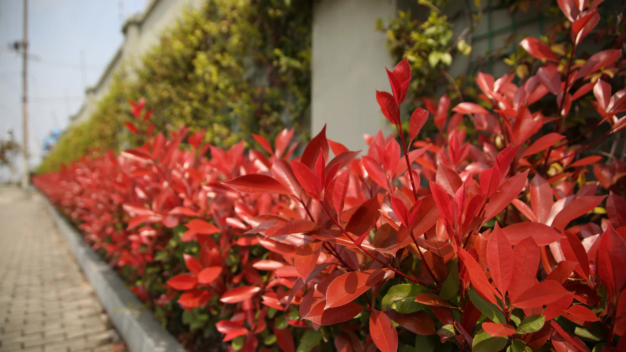 Photinia x Fraseri ‘Canivily’