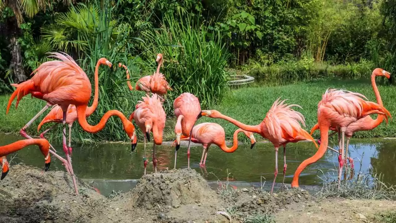 Pink Flamingo In Your Back Yard