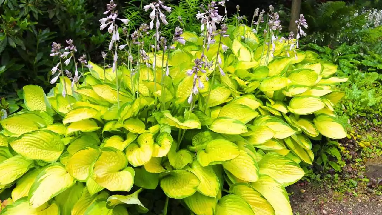 15 Outdoor Plants with the Biggest Leaves in the World 6 Plantain Lily (Hostas)