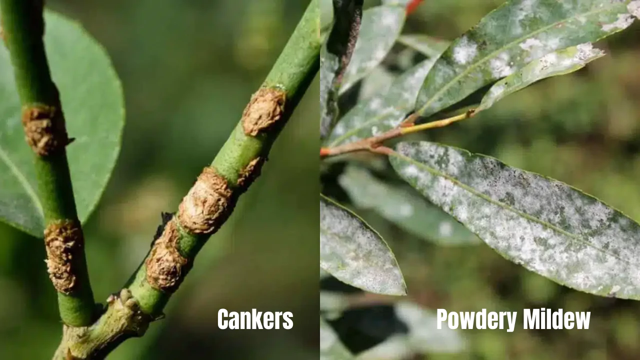 Problems with Honeysuckle plant