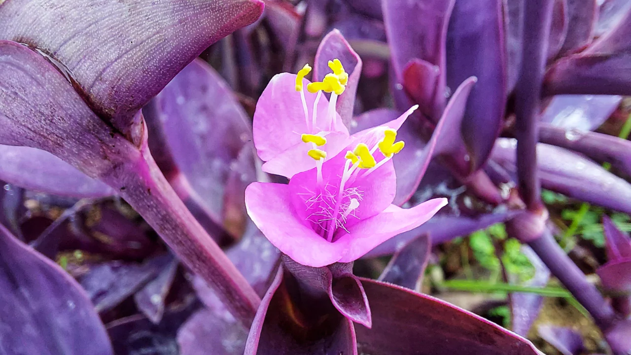 Purple Heart Spiderwort