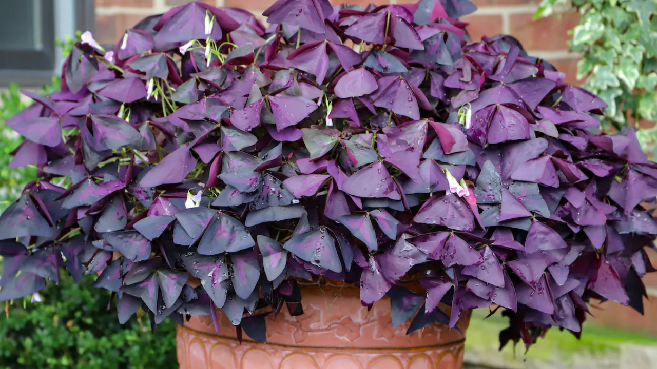 Purple Houseplants: Your Guide to Dramatic Indoor Beauty 1 Purple Shamrock