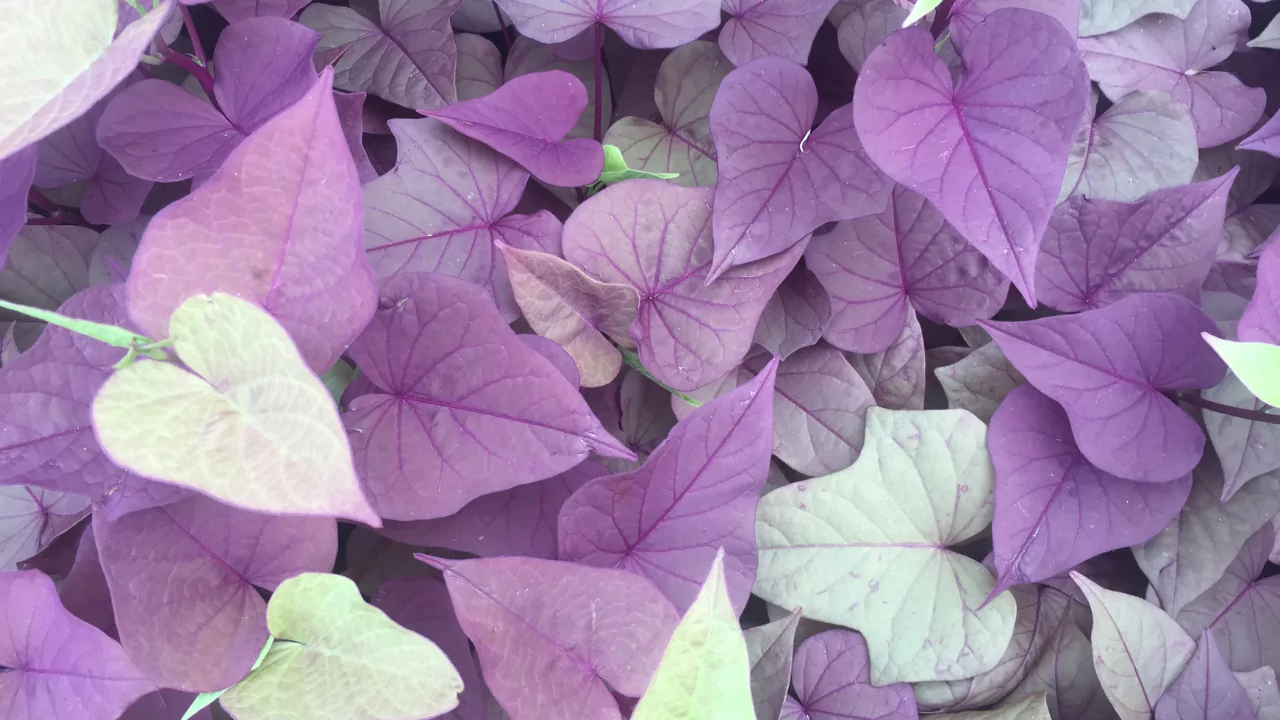 Purple Houseplants: Your Guide to Dramatic Indoor Beauty 9 Purple Sweet Potato Vine