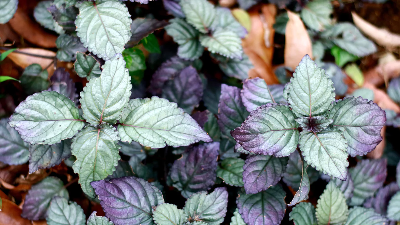 Purple Houseplants: Your Guide to Dramatic Indoor Beauty 14 Purple waffle plant