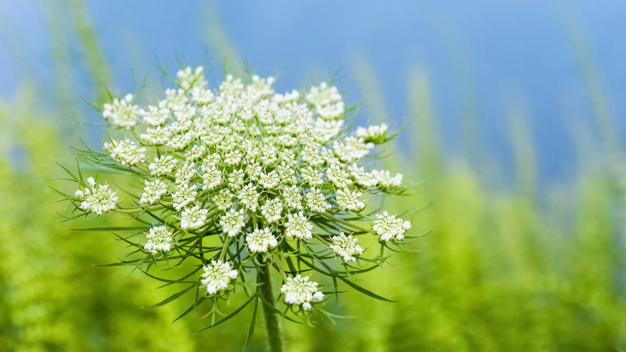 20 Weeds That Look Like Flowers 12 Queen Anne’s Lace