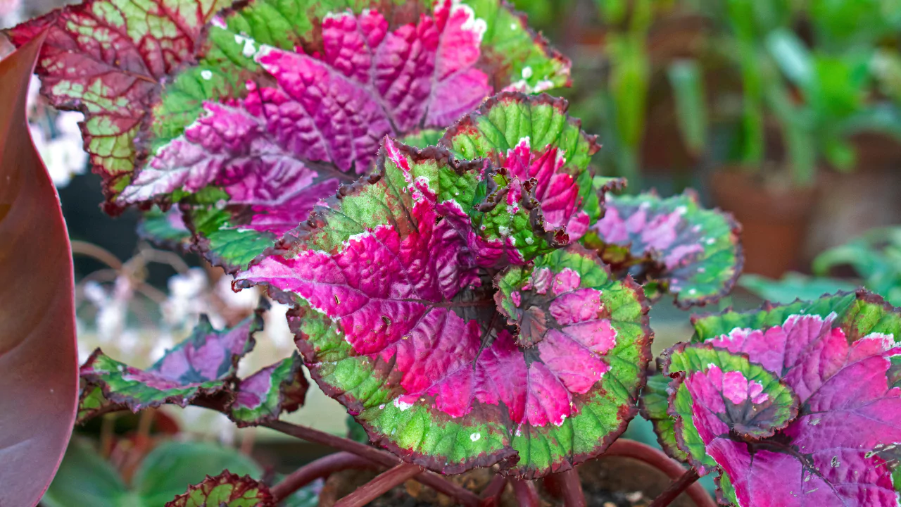 Purple Houseplants: Your Guide to Dramatic Indoor Beauty 2 Rex Begonia