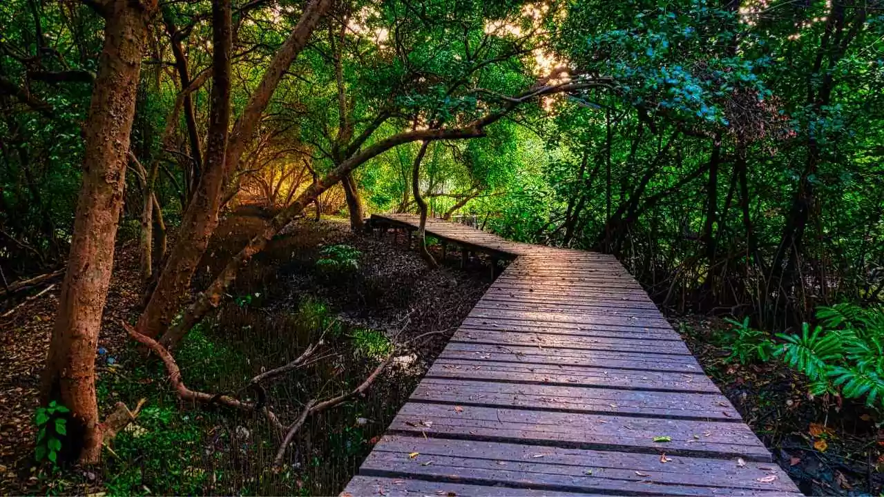 Rollout wooden pathway