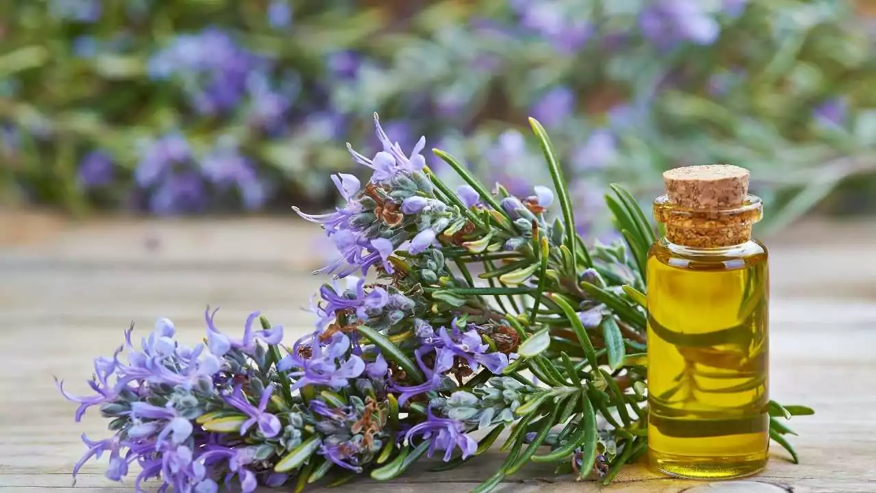 6 Herbs That Produce Blue Flowers 5 Rosemary