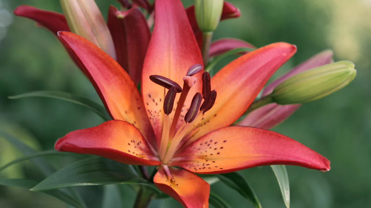 Royal sunset lily