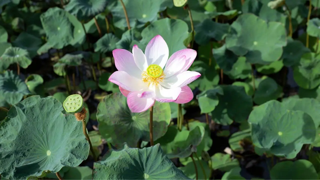 15 Outdoor Plants with the Biggest Leaves in the World 5 Sacred Lotus