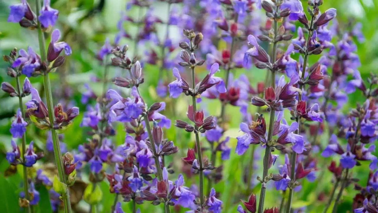 6 Herbs That Produce Blue Flowers 1 Sage Flower