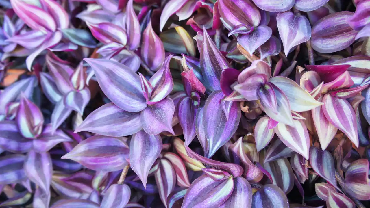 Purple Houseplants: Your Guide to Dramatic Indoor Beauty 8 Silver Inch Plant, Zebra Plant, Wandering Dude