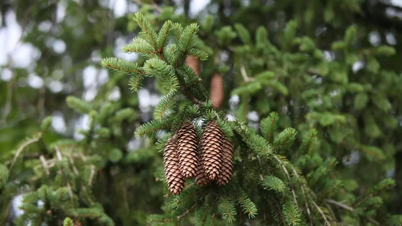 7 Fast Growing Sound Barrier Trees (Noise Reducing Trees) 5 Spruce