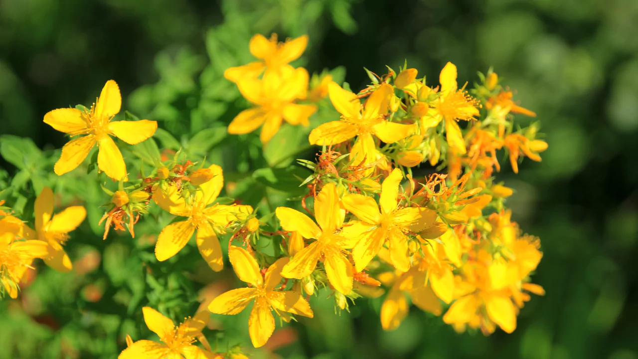 St John’s Wort