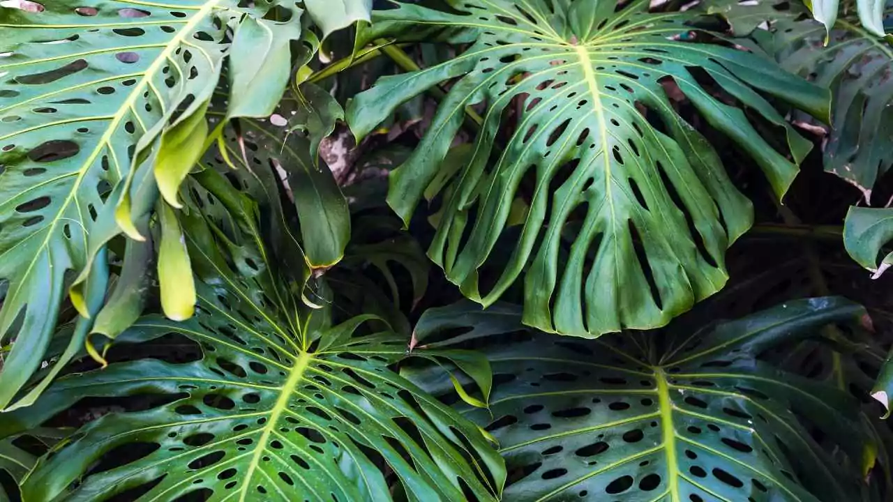 15 Outdoor Plants with the Biggest Leaves in the World 12 Swiss Cheese Plant