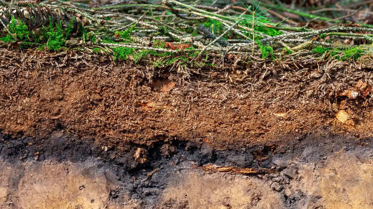 Topsoil vs Garden Soil for Grass: Which is Better? 2 Topsoil