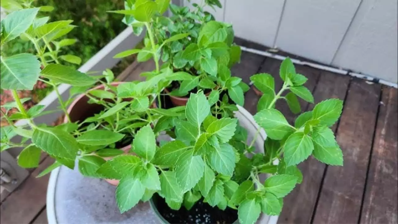 Tulsi, Holy Basil 