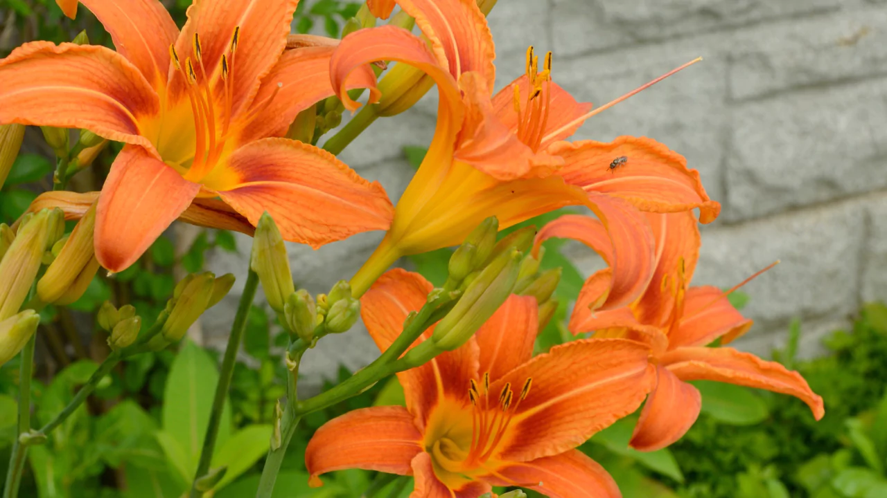 Types Of Orange Lilies