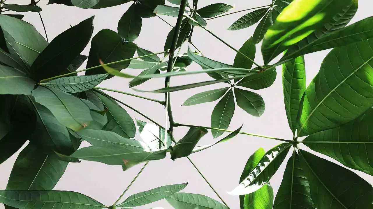 15 Outdoor Plants with the Biggest Leaves in the World 4 Umbrella Plant