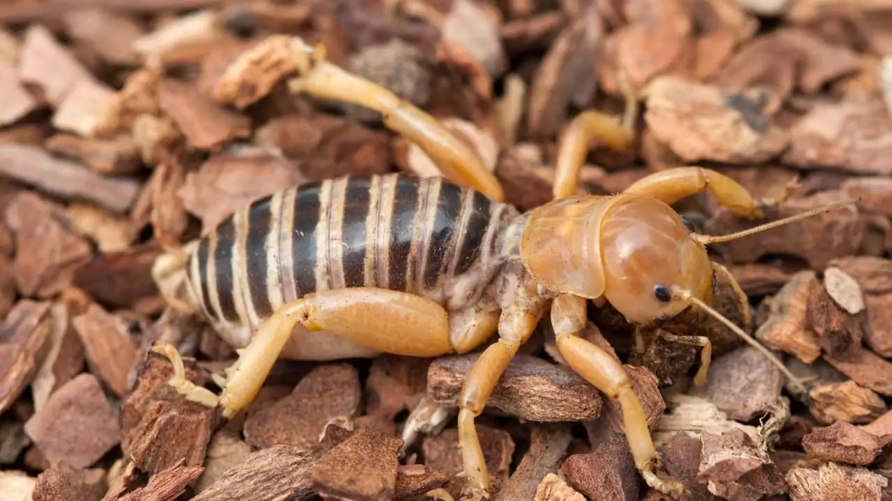 What Are Potato Bugs