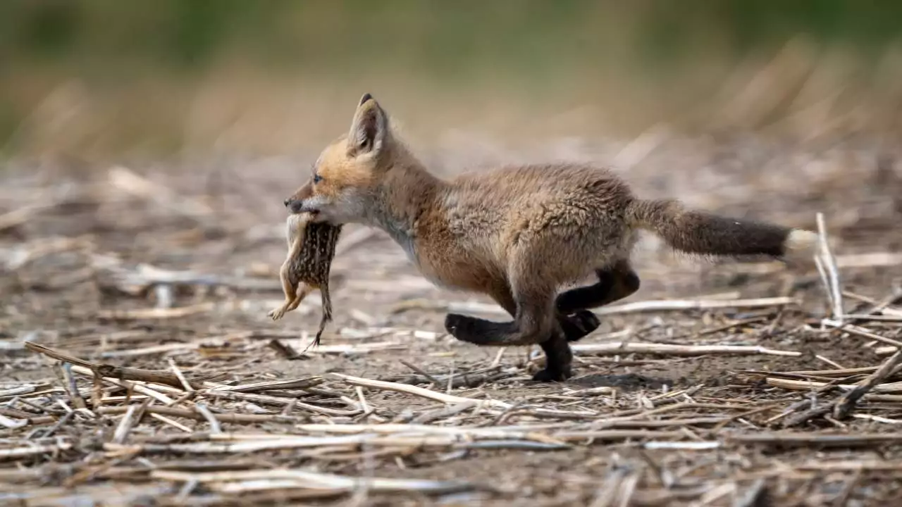 What Do Baby Foxes Eat (Should You Leave Food For Them)? 2 What Do Baby Foxes Eat