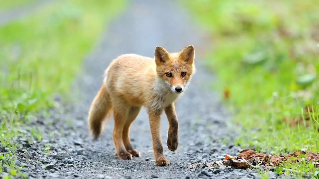 What Do Baby Foxes Eat