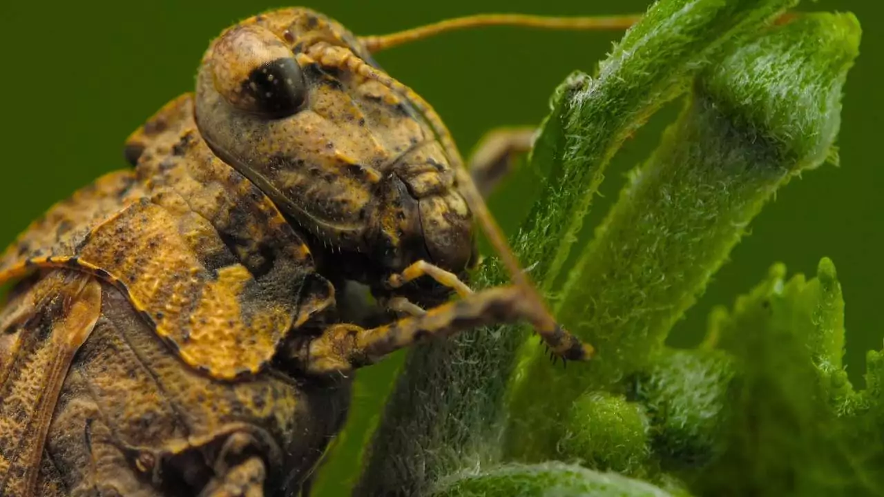 What Do Grasshoppers Eat