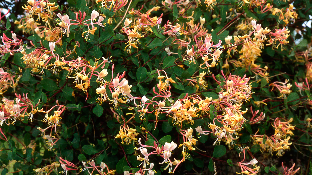 What Do Honeysuckle Trees Look Like