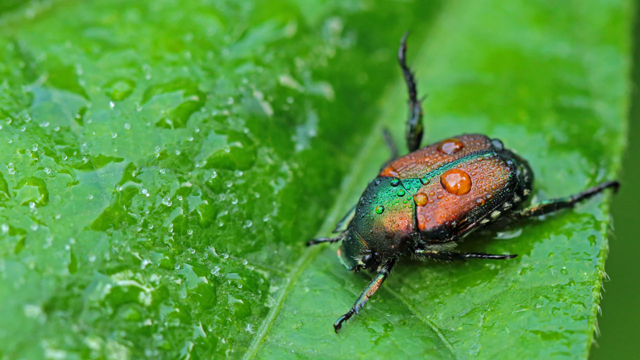 Where Do Japanese Beetles Go at Night