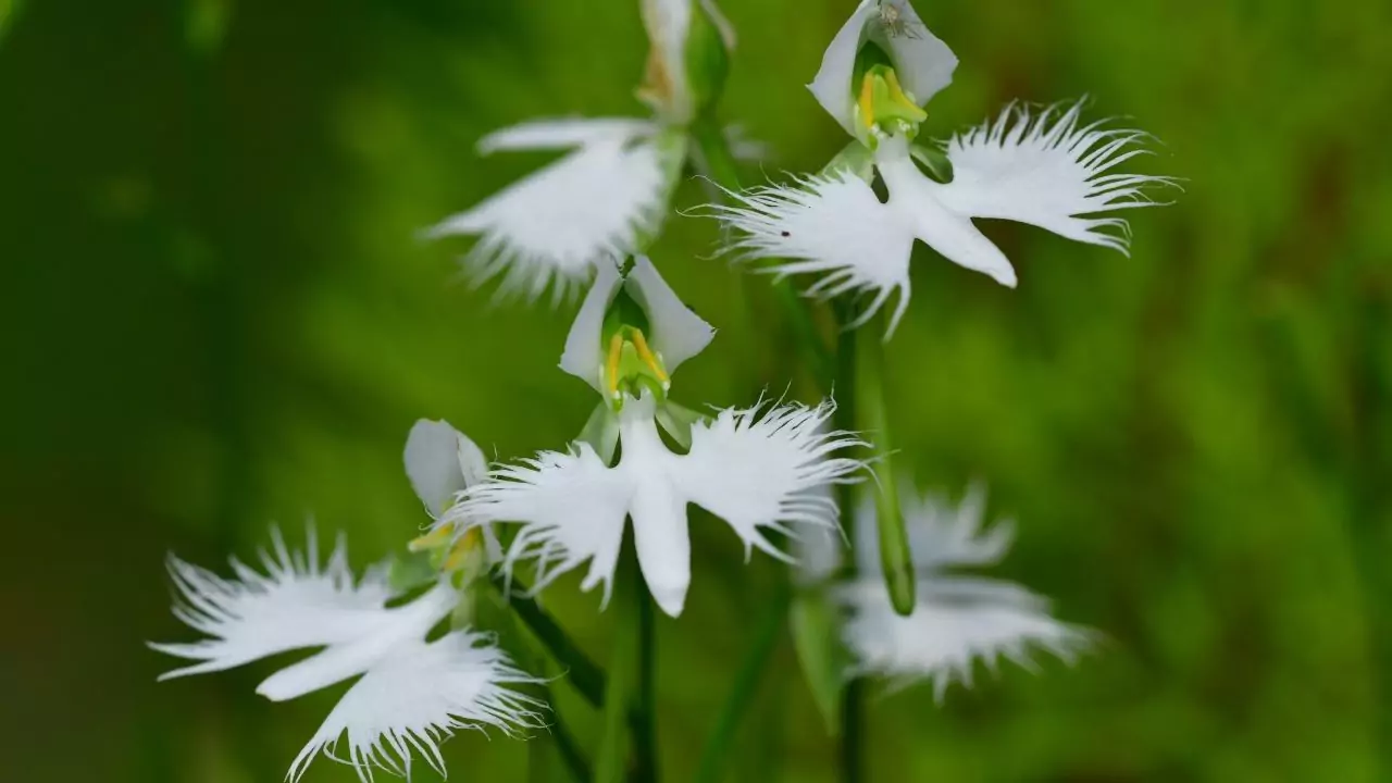 Can You Buy A Flying Duck Orchid? 4 White Egret Orchid