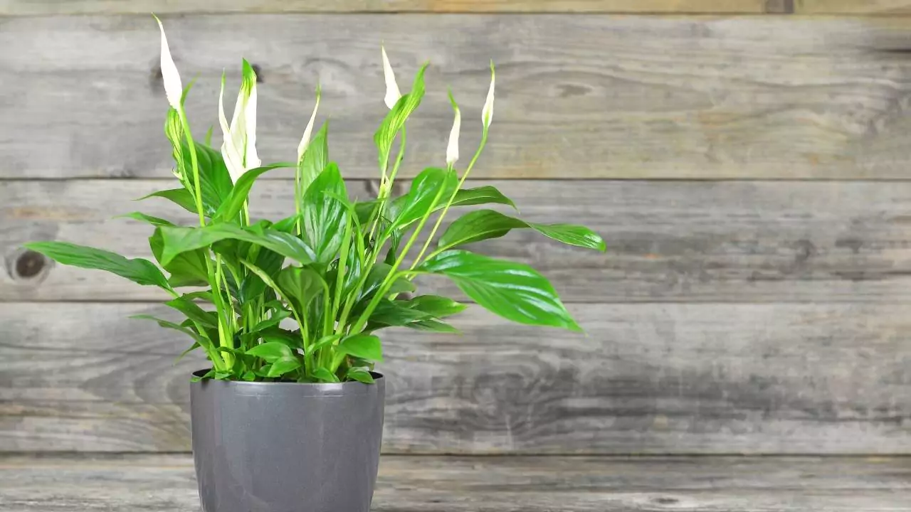 Why Are My Peace Lily Flowers Turning Black or Brown