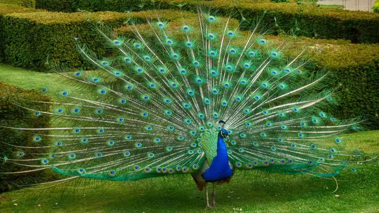 Wild Peacocks In The US