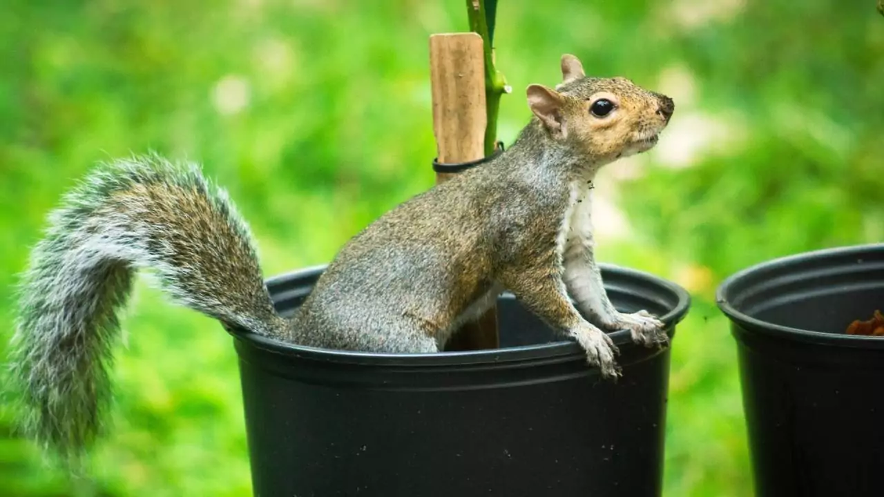 Will Mothballs Keep Squirrels Away From My Home And Garden