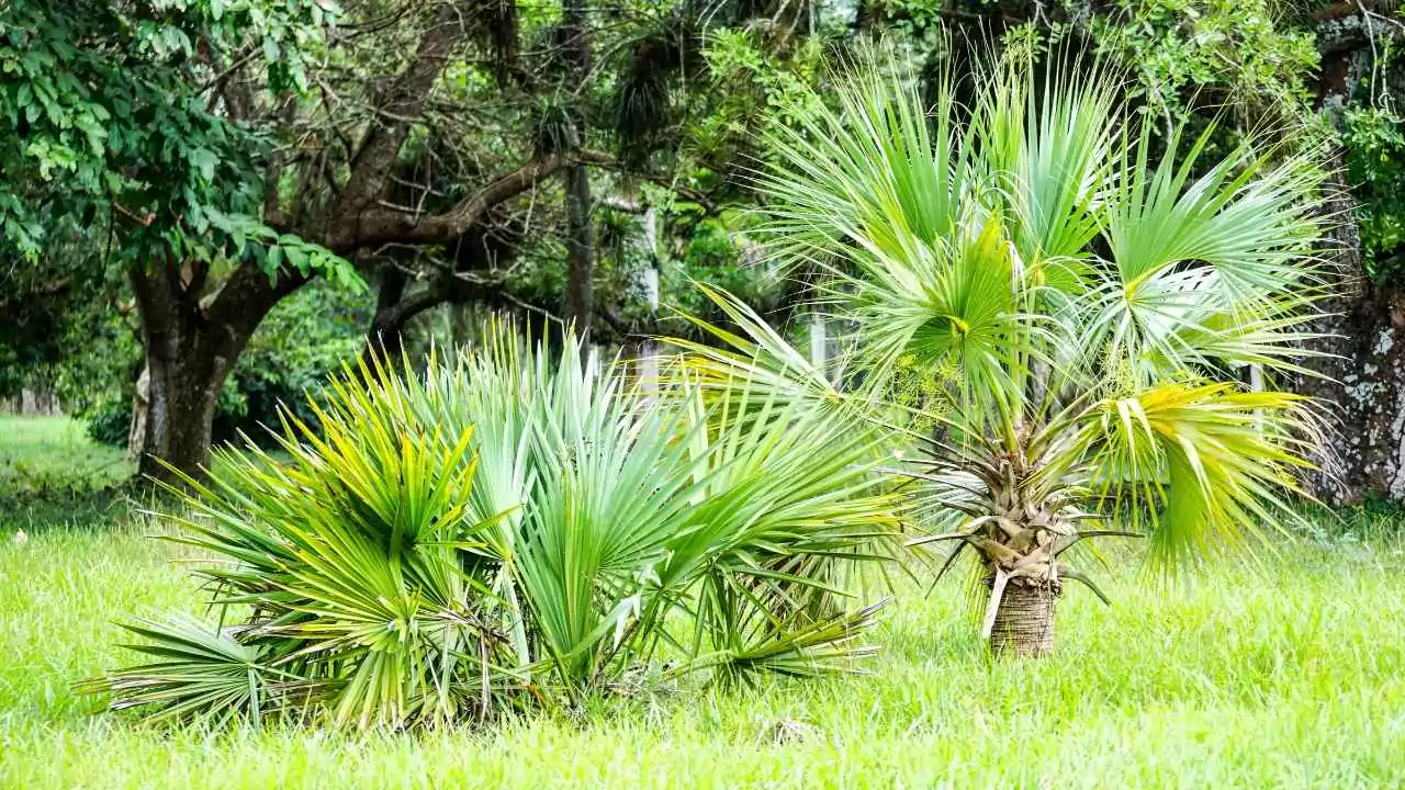 15 Outdoor Plants with the Biggest Leaves in the World 7 Windmill palm tree