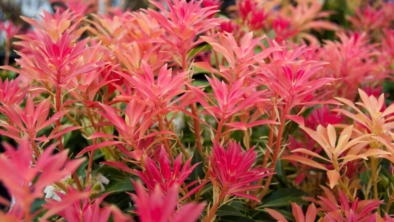 11 Red Evergreen Shrubs (Beautiful Images) 5 Pieris ‘Forest Flame’