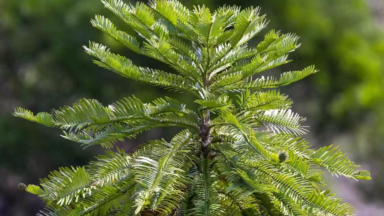 7 Fast Growing Sound Barrier Trees (Noise Reducing Trees) 4 Pine Tree