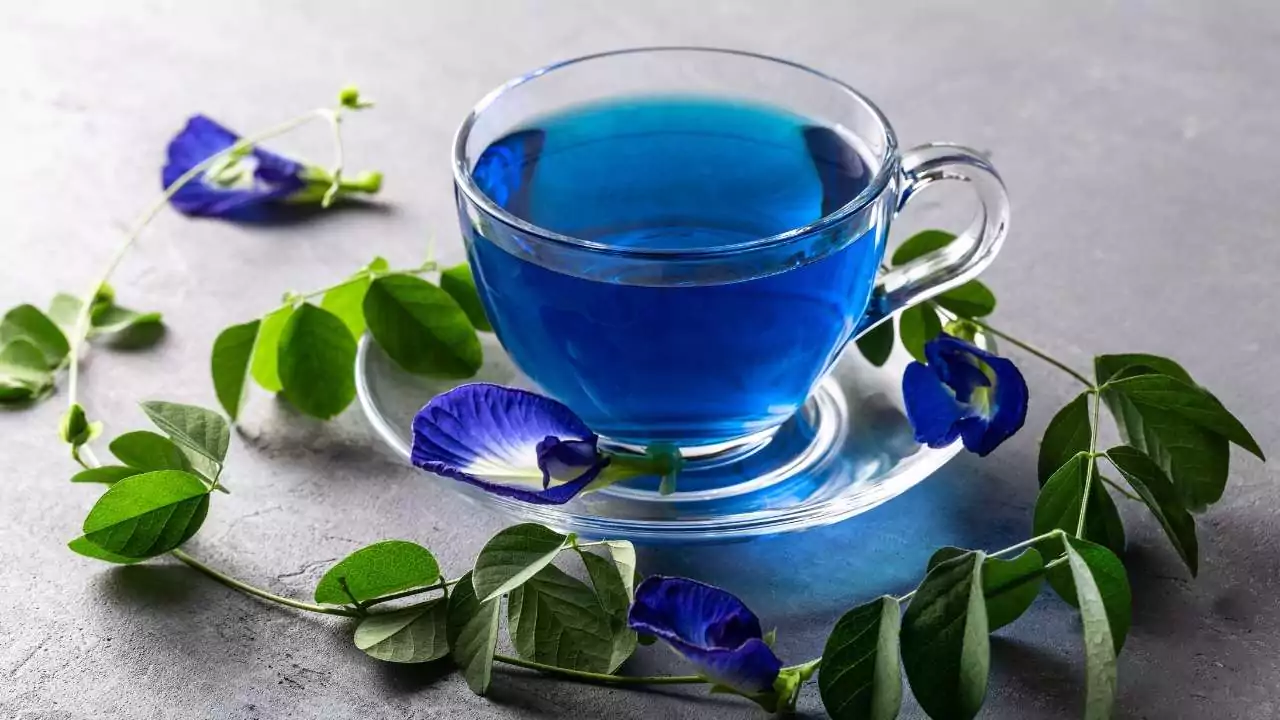 6 Herbs That Produce Blue Flowers 6 Butterfly Pea