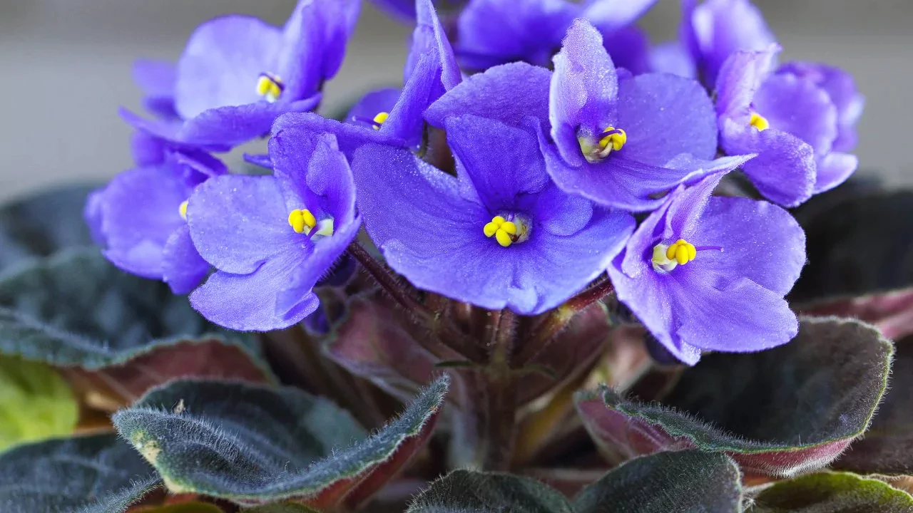 9 Plants That Love Epsom Salts 10 African Violets 1