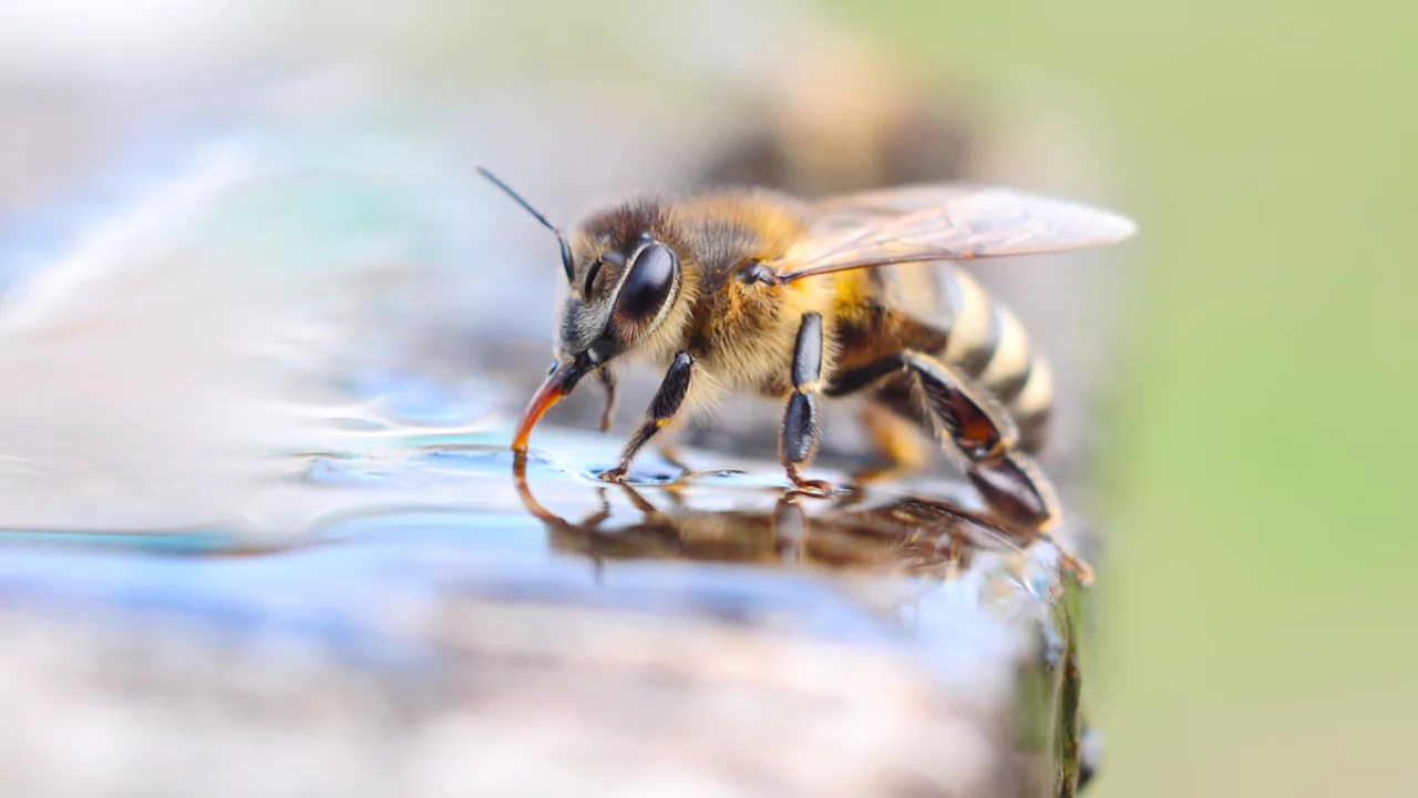 Bees drinking water