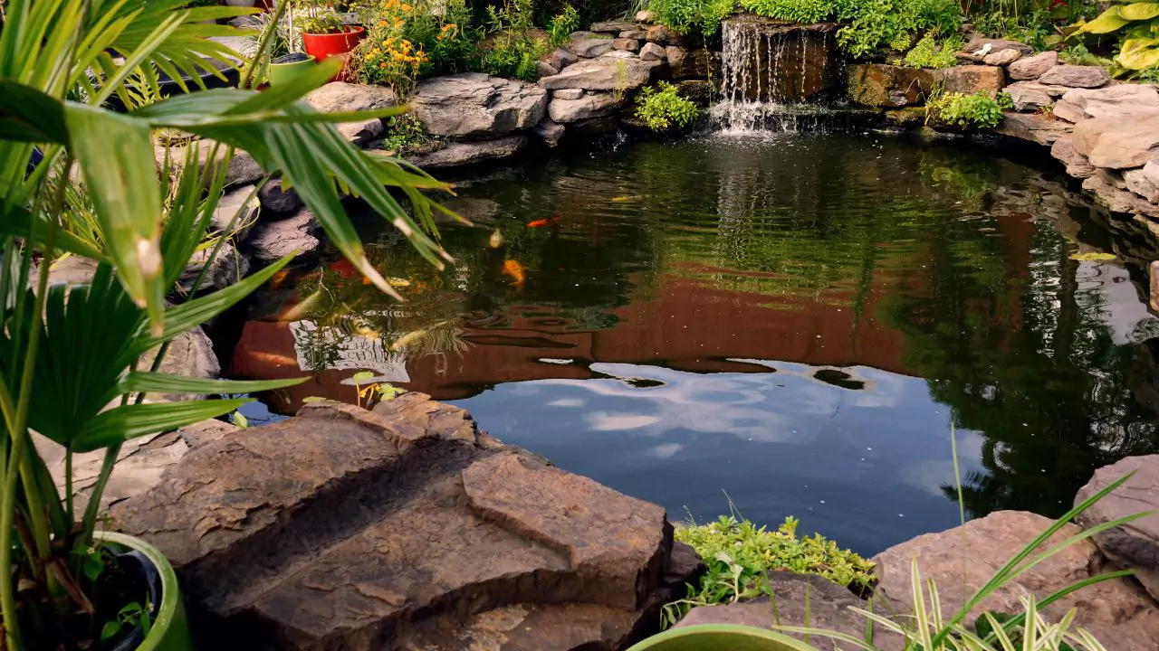 Best Wildlife Pond Edging Ideas