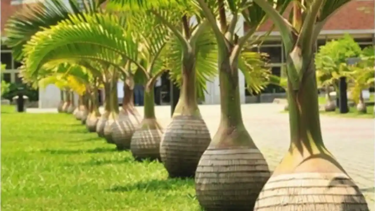 Bottle Palm